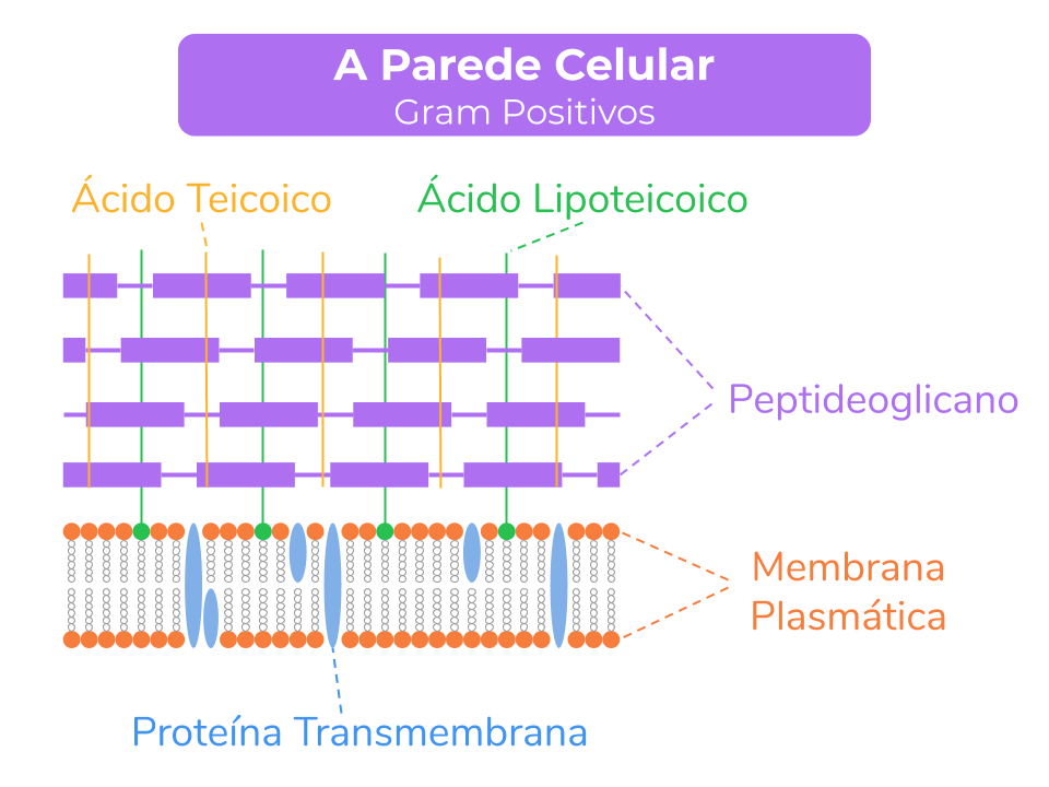 Gram-Positivas
