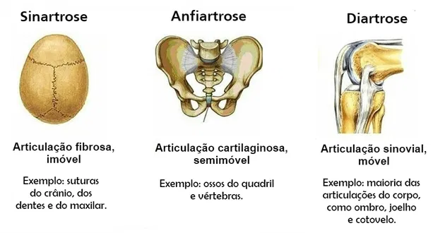 Tipos de Articulações: