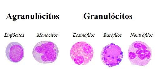 Leucócitos