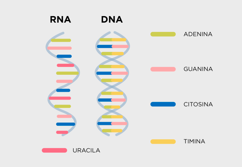 DNA e RNA