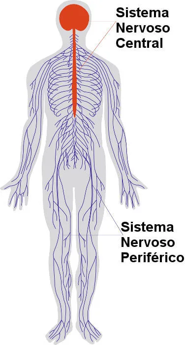 Diferença entre Sistema Nervoso Central e Periférico