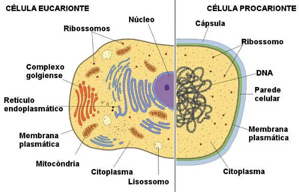 Células procariontes e eucariontes