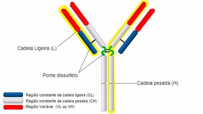 Anticorpos