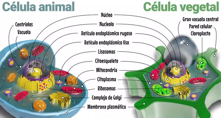 Organelas celulares