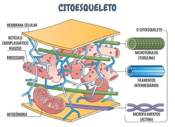 Citoesqueleto