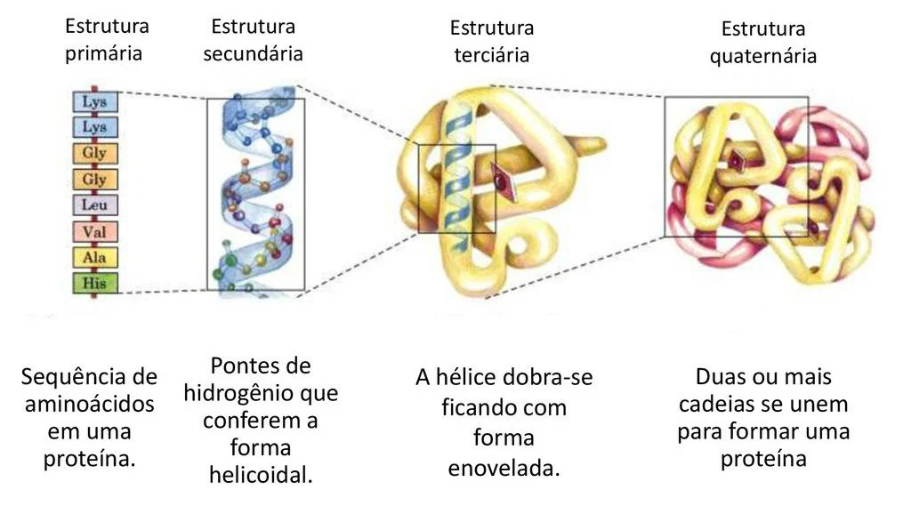Proteínas