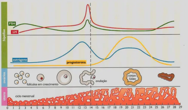 Níveis de estrogênio durante o ciclo menstrual
