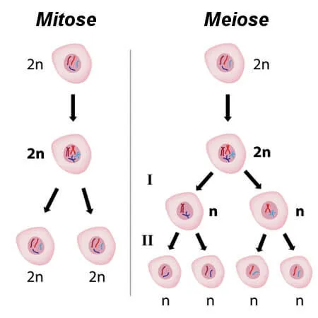 Mitose e Meiose