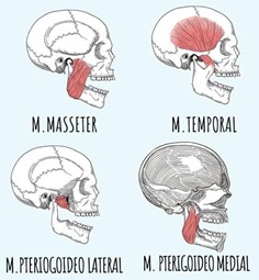 Músculos da mastigação