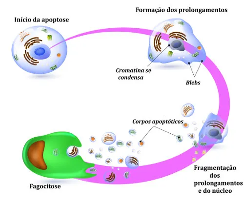 Apoptose