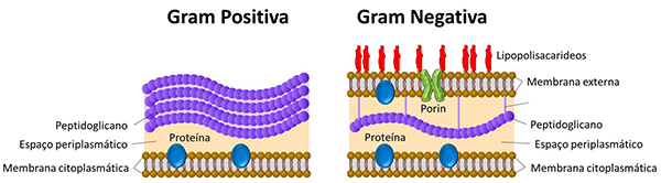 Bactérias Gram-Positivas e Gram-Negativas